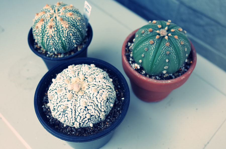 アストロフィツム 兜丸 (スーパー兜、ミラクル兜交配　６株まとめ売り ミラクル兜とスーパー兜 | ☆ガマンマの ニク・サボ栽培