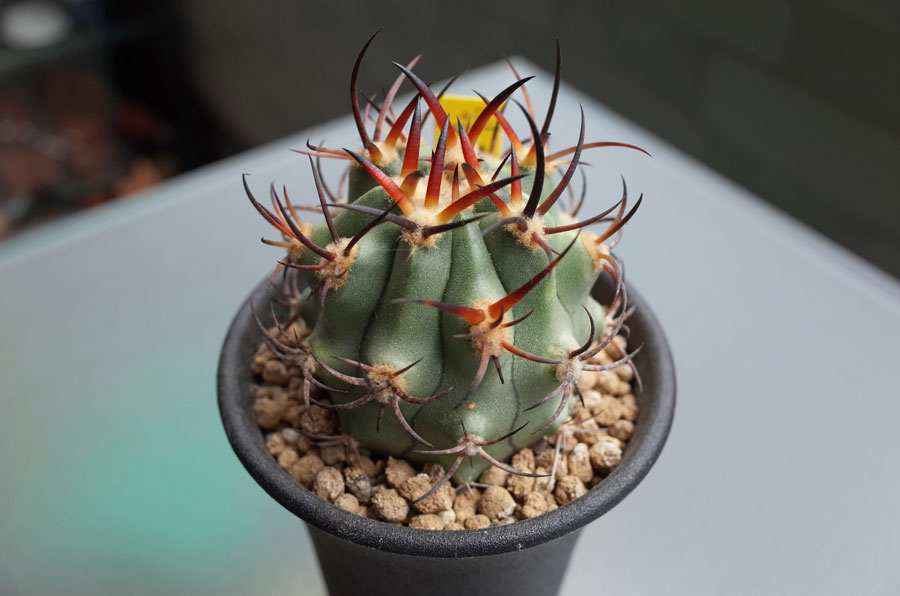 エリオシケ　極光丸　自根活着 エリオシケ 極光丸 自根活着