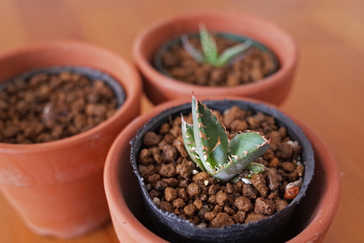 僕の浮気な植物熱。2019年は塊根植物、2020年はユーカリ、そして今年は