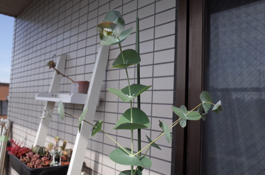 3度目の挑戦。ペリニアナ（ツキヌキユーカリ・スピニングガム