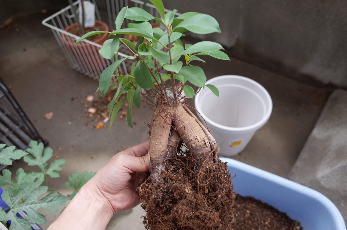 変異ソテツ　葉がウネウネ　蘇鉄　ソテツ　アガベ　サボテン　コーデックス 変異ソテツ 葉がウネウネ 蘇鉄 ソテツ アガベ サボテン コーデックス