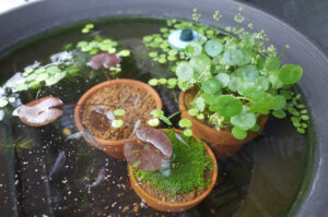 ビオトープを覗き込む楽しみが増す水生植物を沈める。ウォーターコインとキューバパールグラス