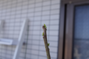 バオバブのある生活に憧れて＃10～アダンソニア・ディギタータの４年目が始動