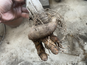 バオバブのある生活に憧れて＃11～アダンソニア・ディギタータの５年目は早起き、いざ７号鉢へ