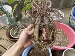 根を太くするため地中深く埋めたガジュマルが２年間でどれだけ太く成長したかを検証します。