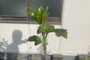 バオバブのある生活に憧れて＃12～アダンソニア・ディギタータ５年目、葉狩りをするか思案中