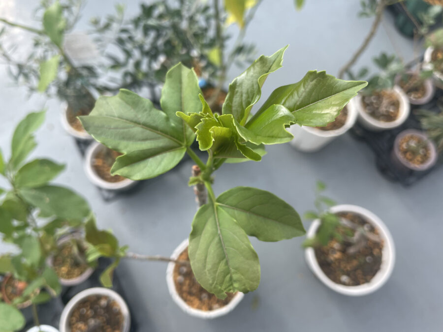 【現品】バオバブ・ディギタータ　6号　白鉢　（1） 現品】バオバブ・ディギタータ 6号 白鉢 （1） - メルカリ