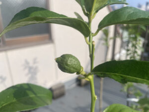 レモンの木を育てる#2～初めて着果した璃の香が愛おしい！リスボンとマイヤーを追加
