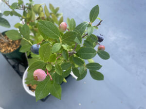 ブルーベリー日和#1～屋上にノーザンハイブッシュ系が急増殖中