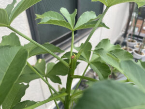 バオバブのある生活に憧れて#13～アダンソニア・ディギタータ、５年目にして初めての摘芯