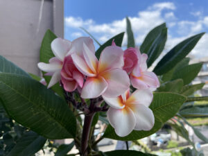 プルメリアに恋して#1～ラプソディに続きボレロとジュビリーをお迎えしました