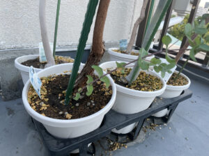 ユーカリ・アロマを楽しむ#1～鉢増しを続けるユーカリの転倒対策