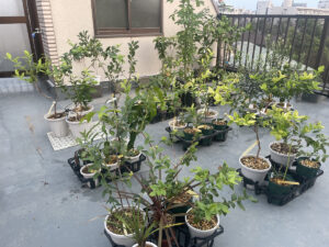 ブルーベリー日和#2～今年増殖したブルーベリー苗、真夏の試行錯誤