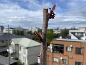 ユーカリ・アロマを楽しむ#2～ユーカリの強剪定、丸坊主からの萌芽