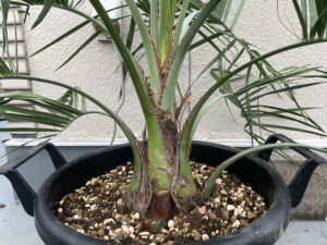 ハルノヤシ（ココスヤシとワシントンヤシ）１カ月間で我が家にヤシが２本も増えた話