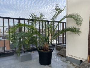 重くて痛い！過酷なソテツの鉢増し作業