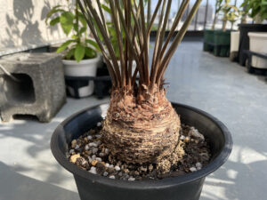 一目惚れしたザミア（ソテツ）のフロリダーナとリベンジのフルフラセア