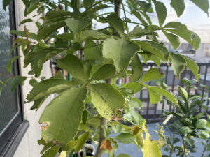 バオバブのある生活に憧れて#15～アダンソニア・ディギタータ５年目の成長記録